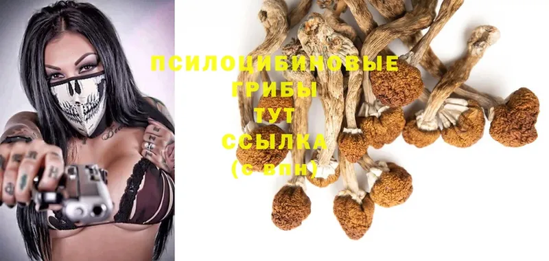 Галлюциногенные грибы Magic Shrooms  продажа наркотиков  Высоковск 